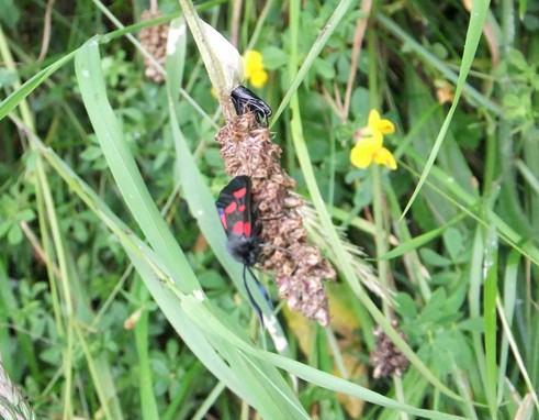 6 spot burnet just emerged from cocoonx_cr