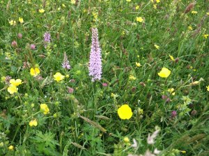 Common Spotted Orchid_pc