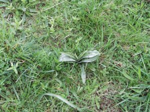 Common Spotted Orchid_tn