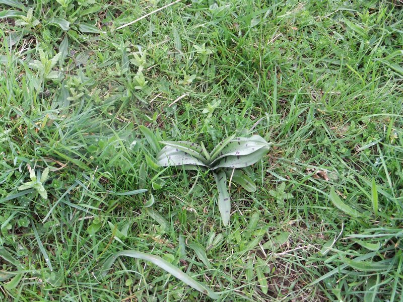 Common Spotted Orchid_tn