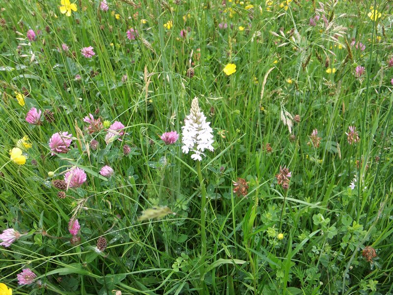 Common Spotted White Colour_pc