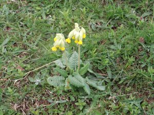 Cowslip_tn