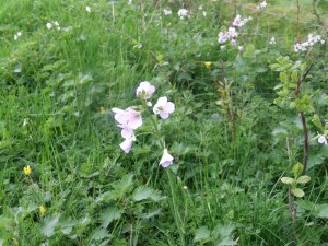 Cuckooflower_tn