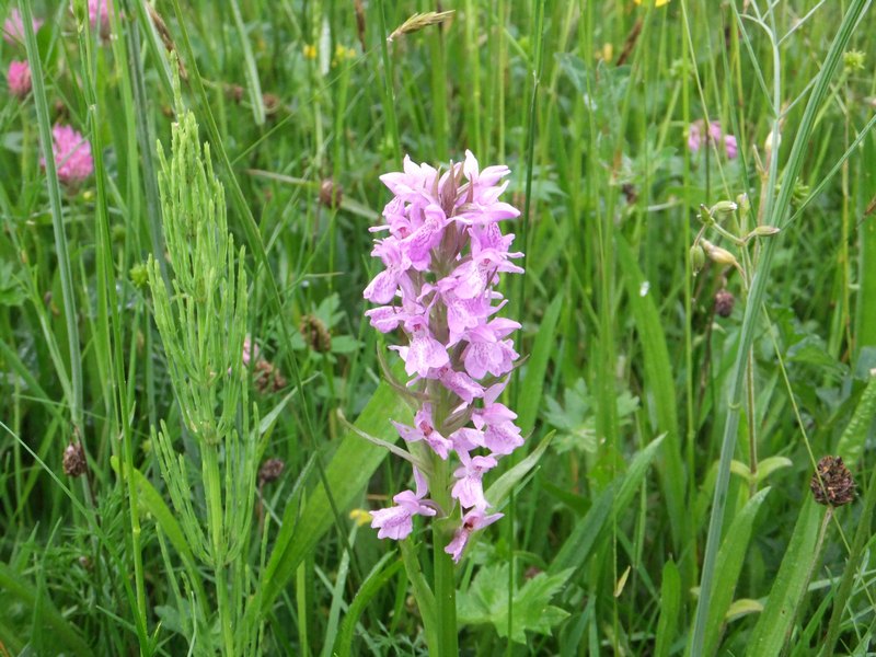 Early Marsh Orchid_pc