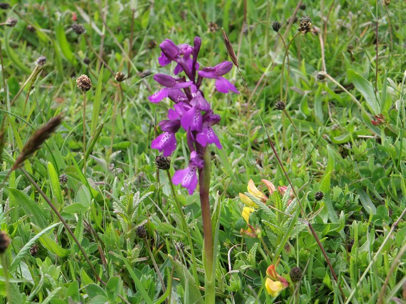 Green-winged Orchid (3)_tn