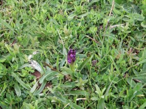 Green-winged Orchid_tn