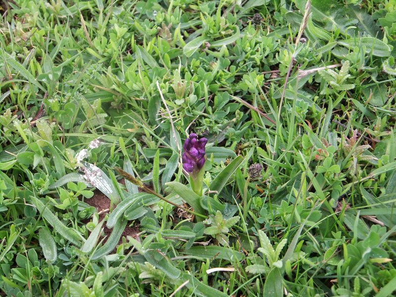 Green-winged Orchid_tn