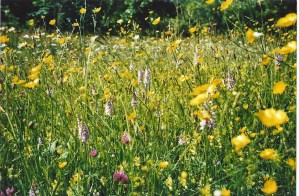 Meadow 3