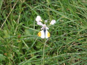 Orange Tip_tn