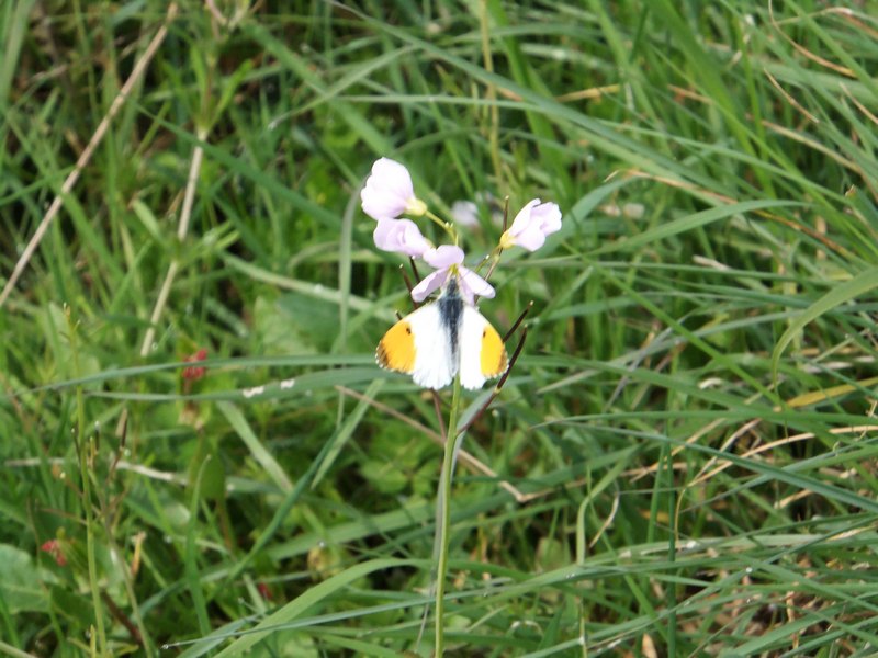 Orange Tip_tn
