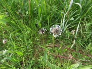 Ribwort Plantain