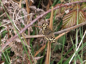 Speckled Wood