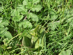 Twayblade (2)_tn
