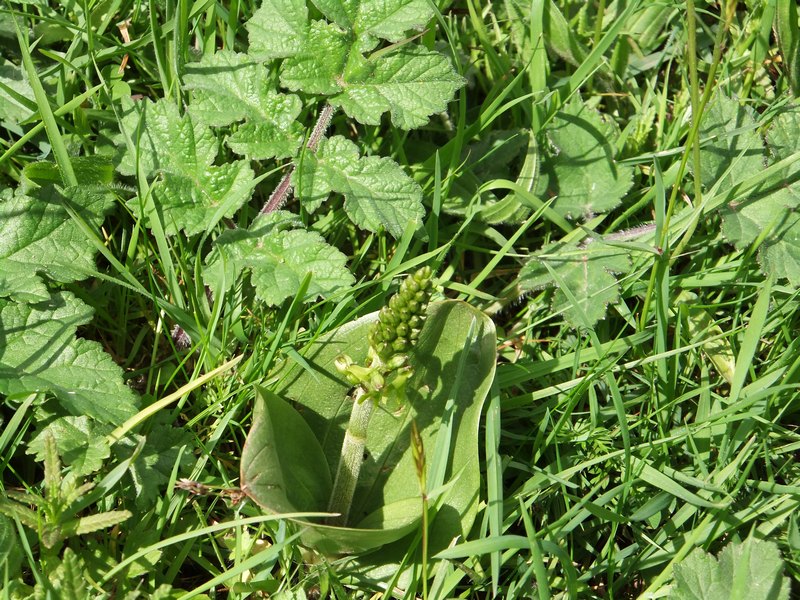 Twayblade (2)_tn