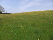 Meadow Survey Lea Dean Meadows Group