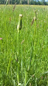 WP_20160524_10_30_25_Pro_LI